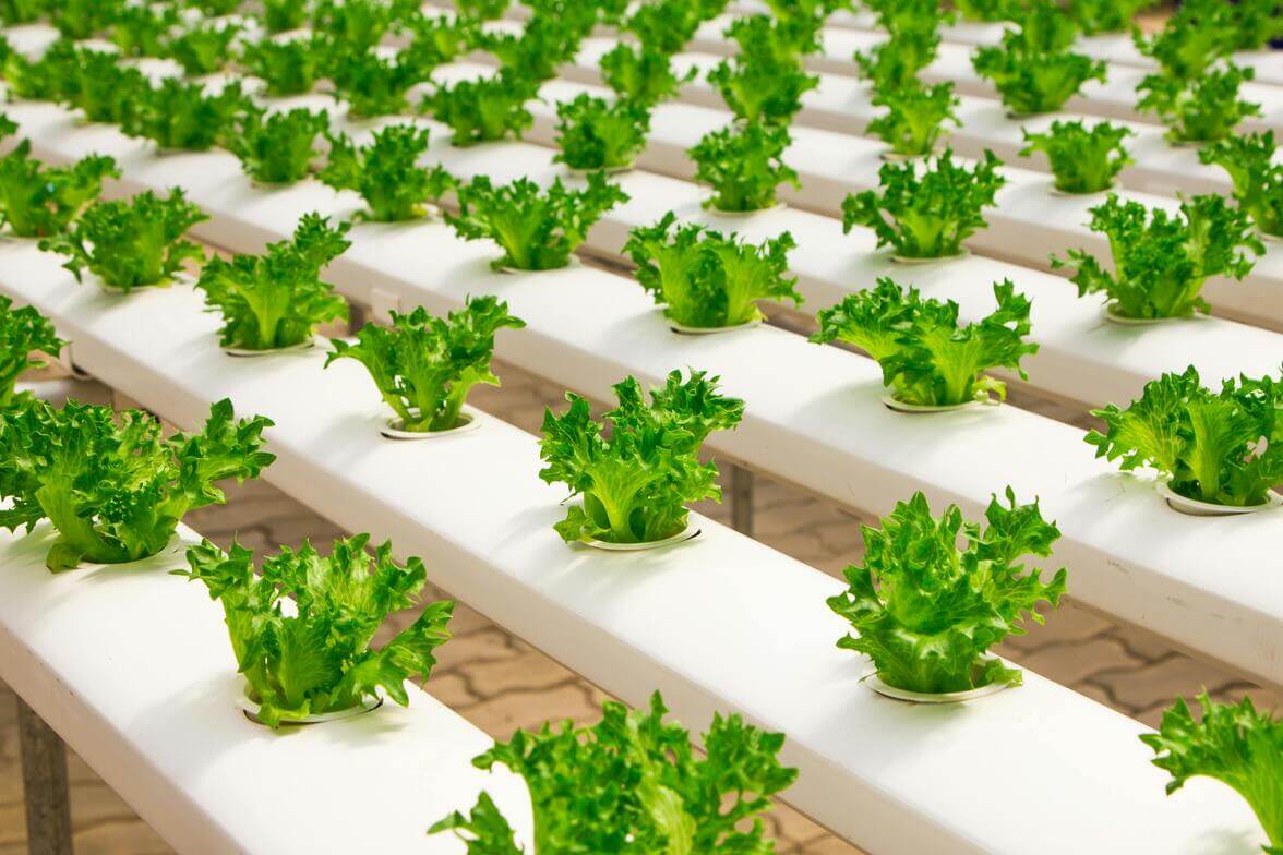 Hyderponics and Vertical farming