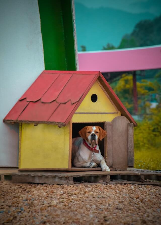 Pet Kennels